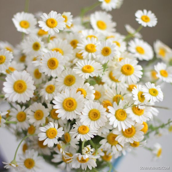 صور ورد أبيض رائعة - صور ورد وزهور Rose Flower images
